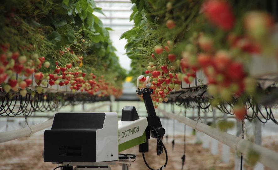 octinionstrawberrypickingrobot-885x543 - Copy Matter PR launched the OCTINION Strawberry Picking Robot story during the Wimbledon tournament.