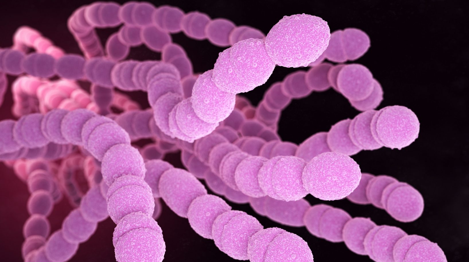 Streptococcus pneumoniae oder Pneumokokken sind grampositive coccusförmige pathogene Bakterien, die neben Lungenentzündungen viele Arten von Pneumokokken-Infektionen verursachen. 3D-Illustration